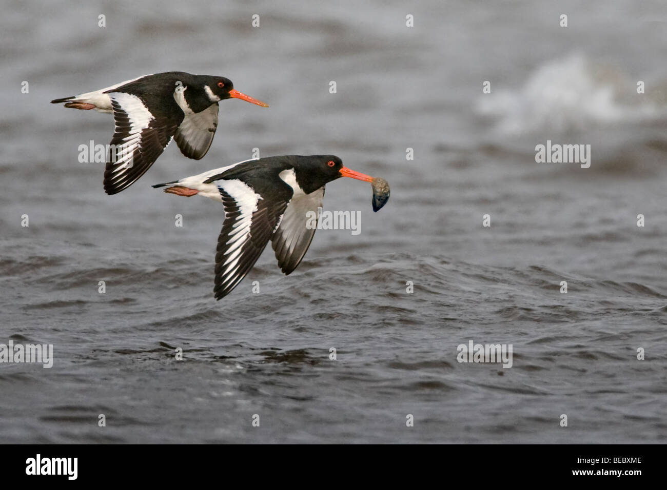 Two Oystercatchers flying over a grey moody seoystercatchers;oyster catchera.  The leading bird is carrying a mussel in its beak Stock Photo