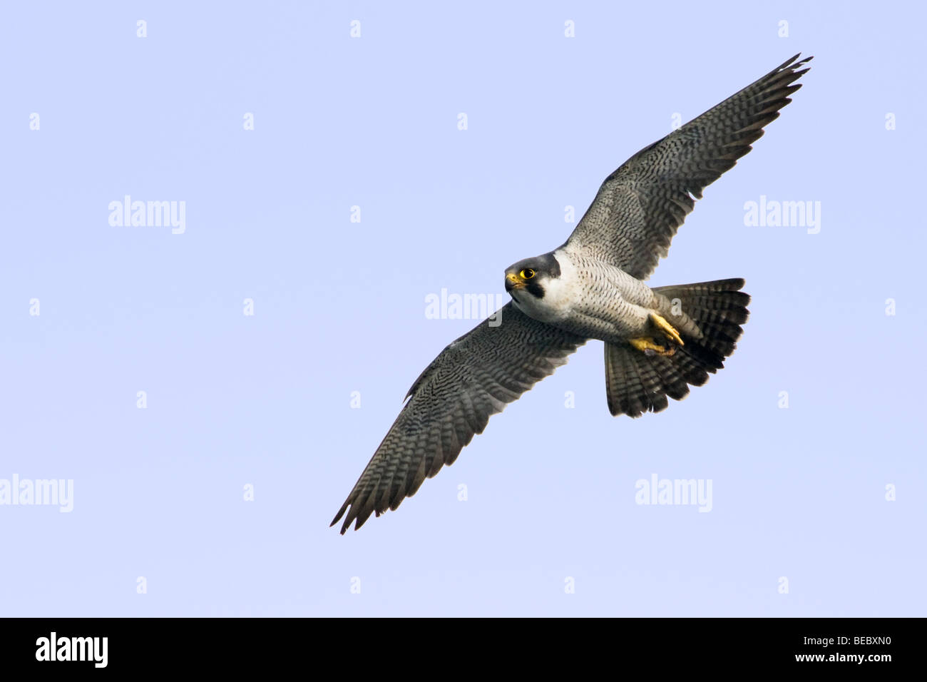Peregrine Falcon in flight.  Close up against a clear blue sky background.  Excellent  detail of eye, head and feathers. Stock Photo