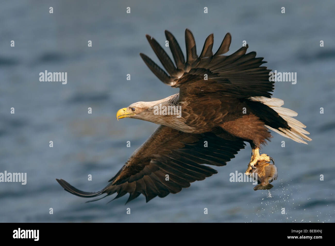 White tailed sea eagle taking a fish from the sea with droplets of water  falling from the fish. Stock Photo