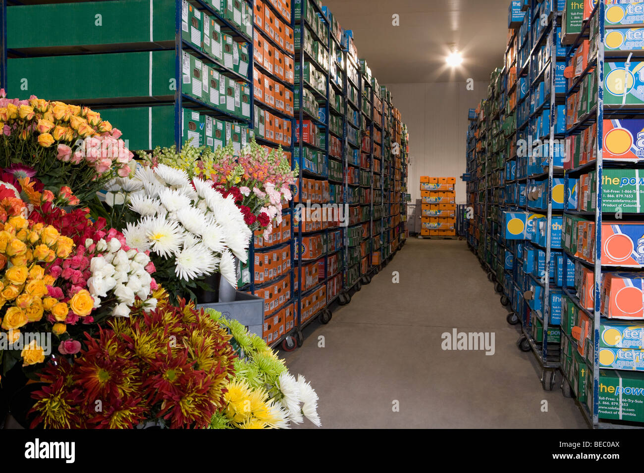 Flower boxes in a warehouse, Miami, Florida, USA Stock Photo Alamy