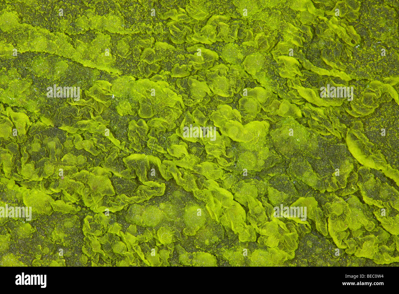 Algae growing on the surface of stagnant water Stock Photo Alamy