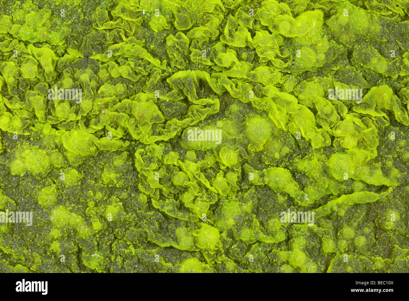 Algae growing on the surface of stagnant water Stock Photo