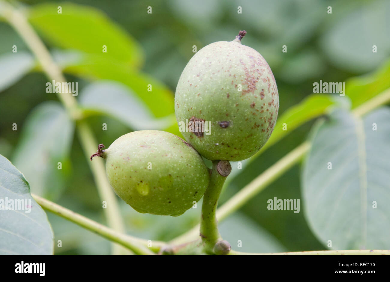Tree of walnuts hires stock photography and images Alamy