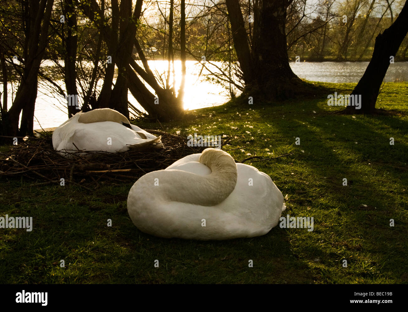 The Sleeping Swans >> Swans Sleeping Stock Photos Swans Sleeping Stock Images Alamy The Sleeping Swans >> Swans Sleeping Stock Photos Swans Sleeping Stock Images Alamy
