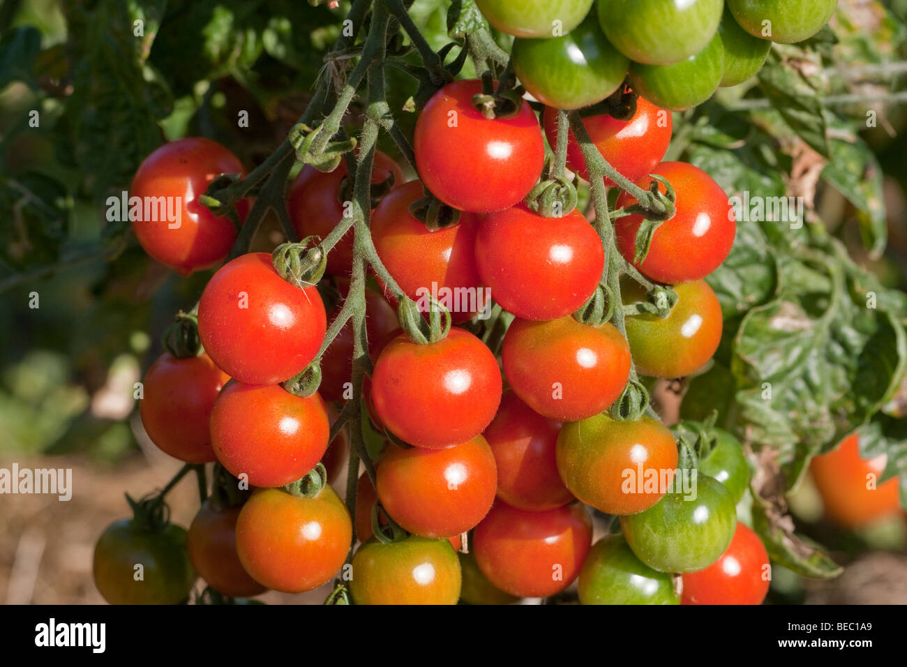Gardener's Delight tomatoes growing on the vine on an allotment Stock