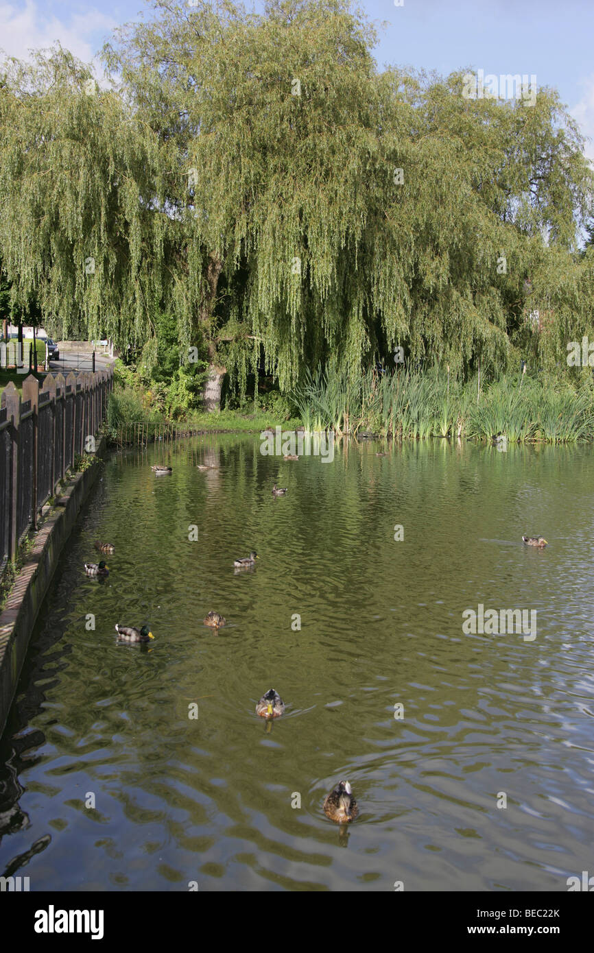 Town of Knutsford, England. Early morning view of ducks swimming on