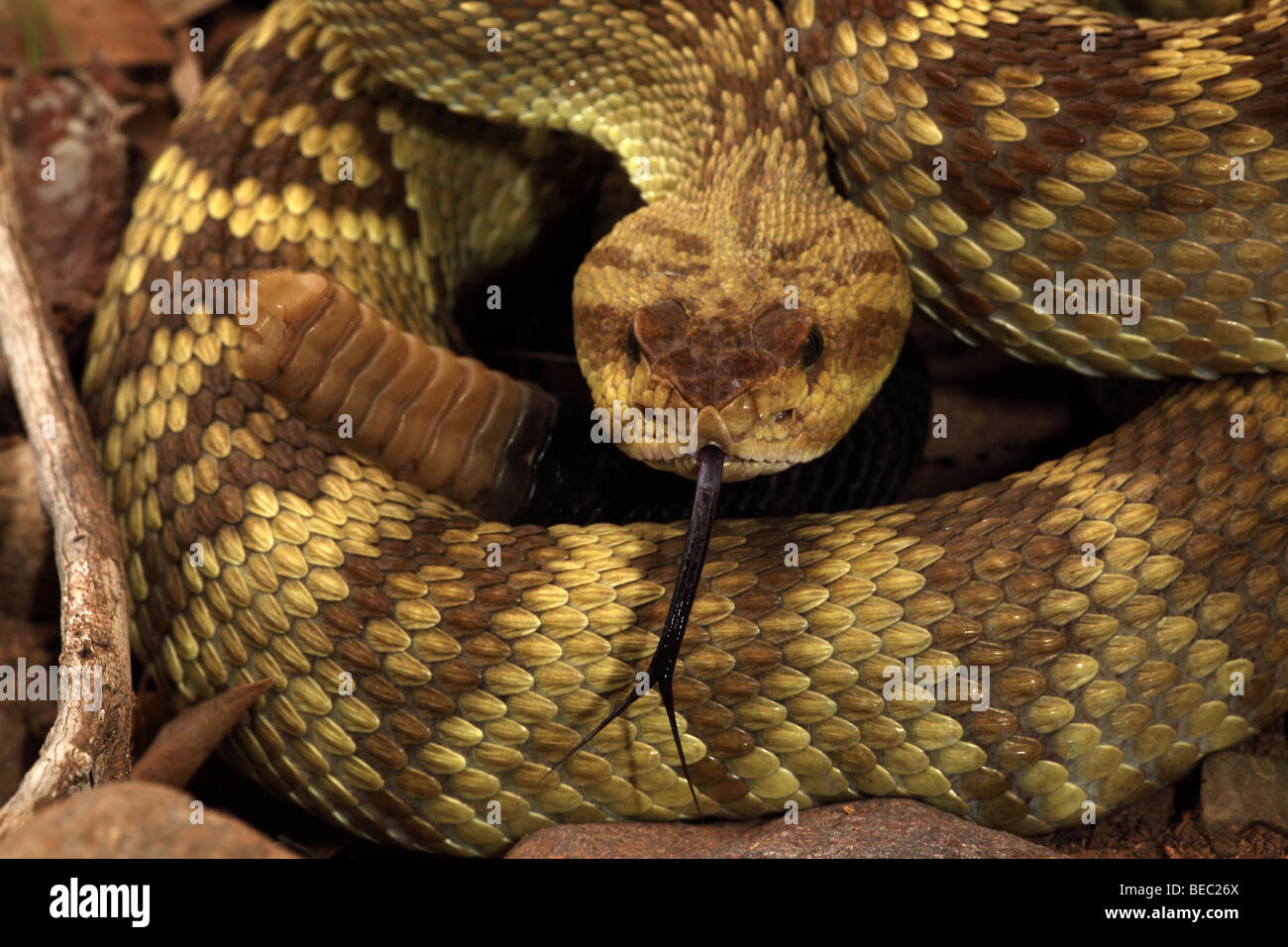 Black-tailed Rattlesnake (Crotalus molossus) - Chiricahua Mountains -Arizona - Shows rattle  and tongue Stock Photo