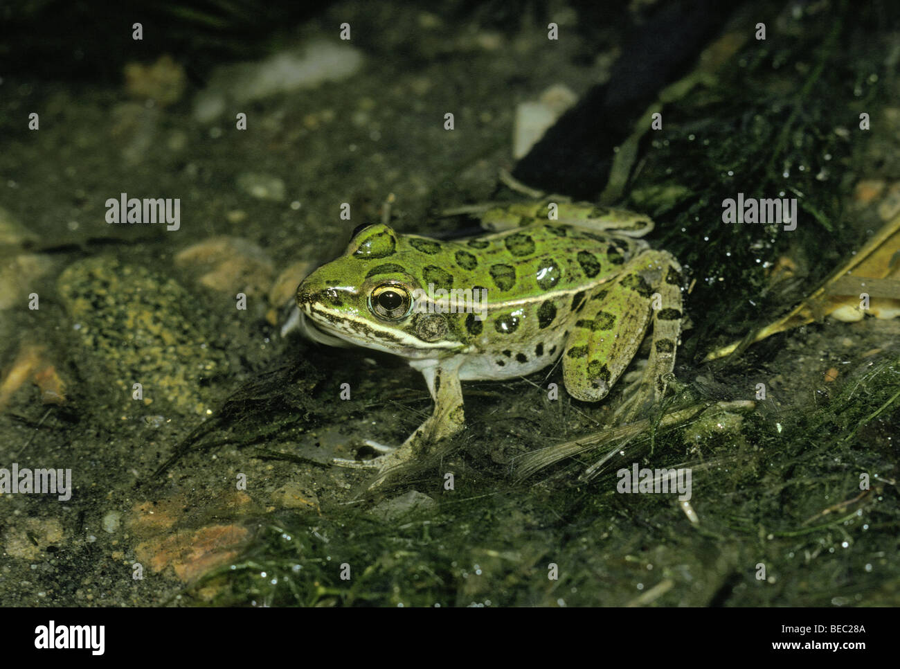 Young Western Leopard frog (Rana pipiens) near shore of pond, Lakewood