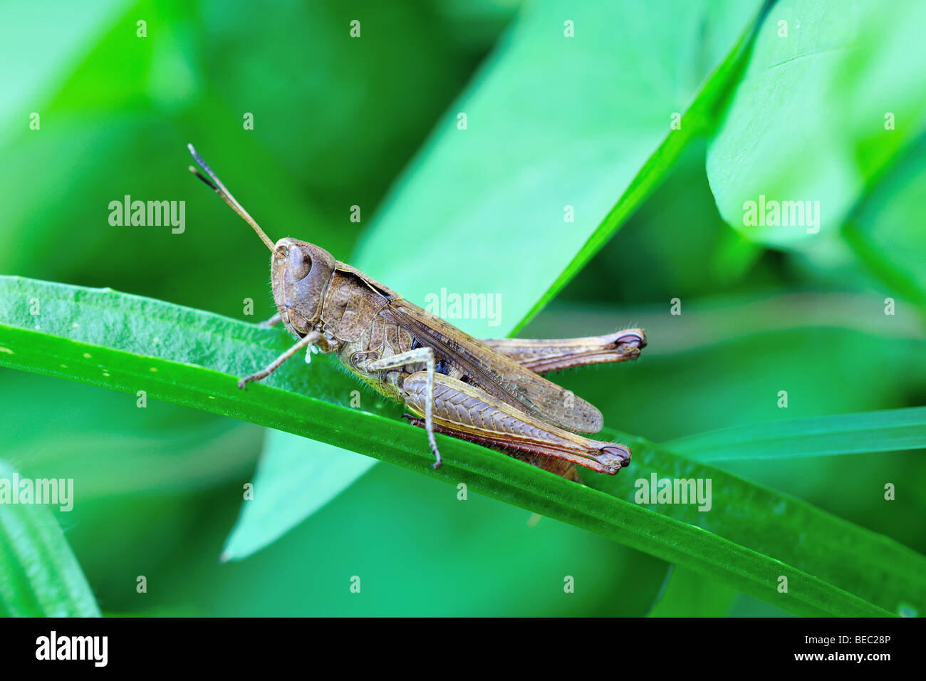 Adult male common field grasshopper (chorthippus brunneus) on a blade of grass Stock Photo