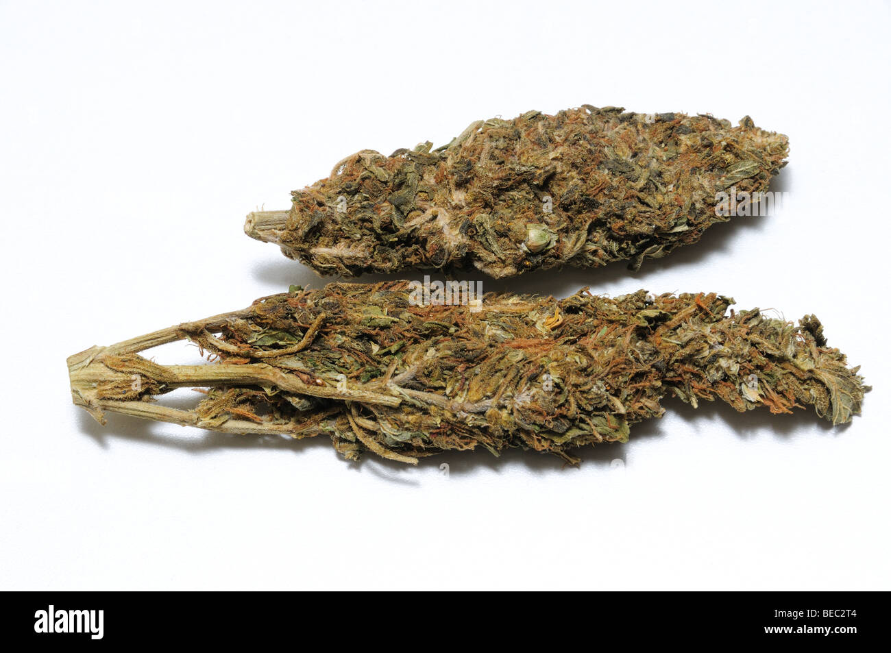 Marijuana (Cannabis sativa) buds. Stock Photo