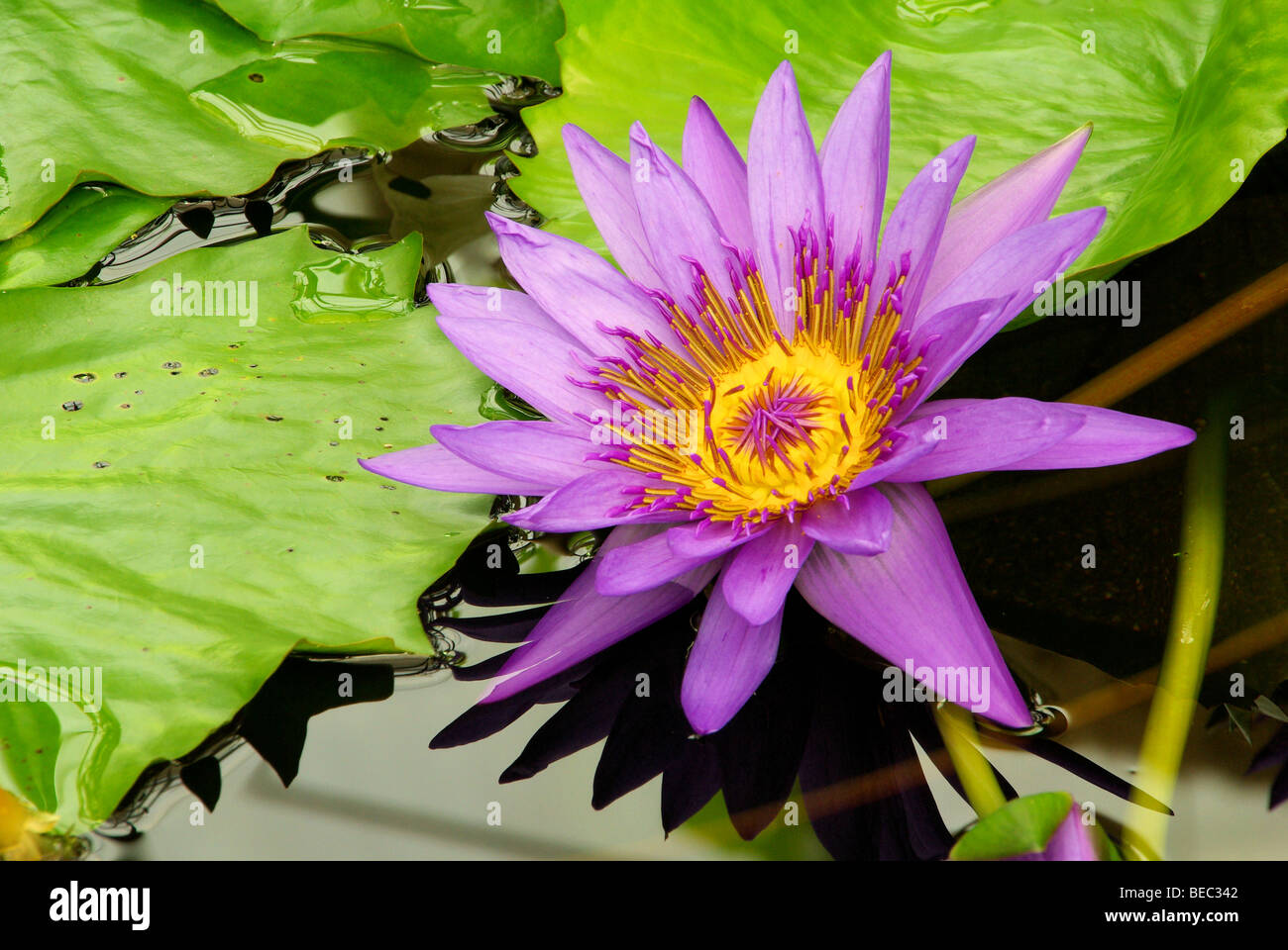 Seerose - water lily 12 Stock Photo