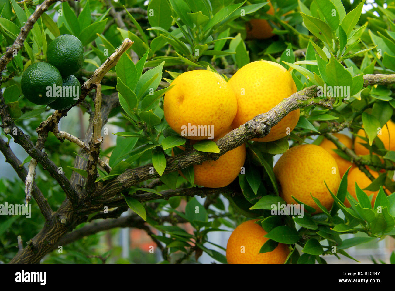 Zitrone am Baum - lemon on tree 07 Stock Photo