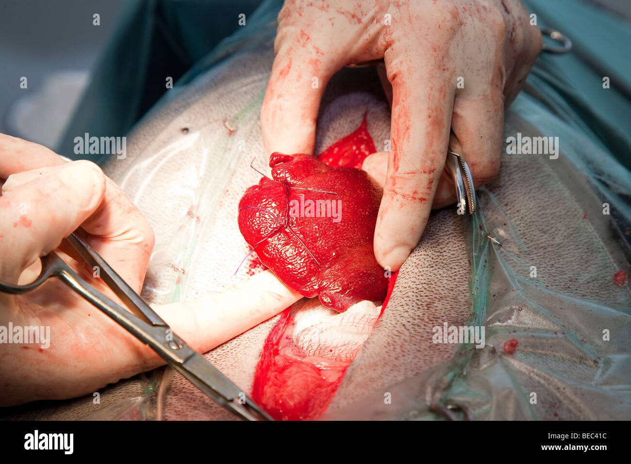 Liver lobe biopsy in a dog Stock Photo