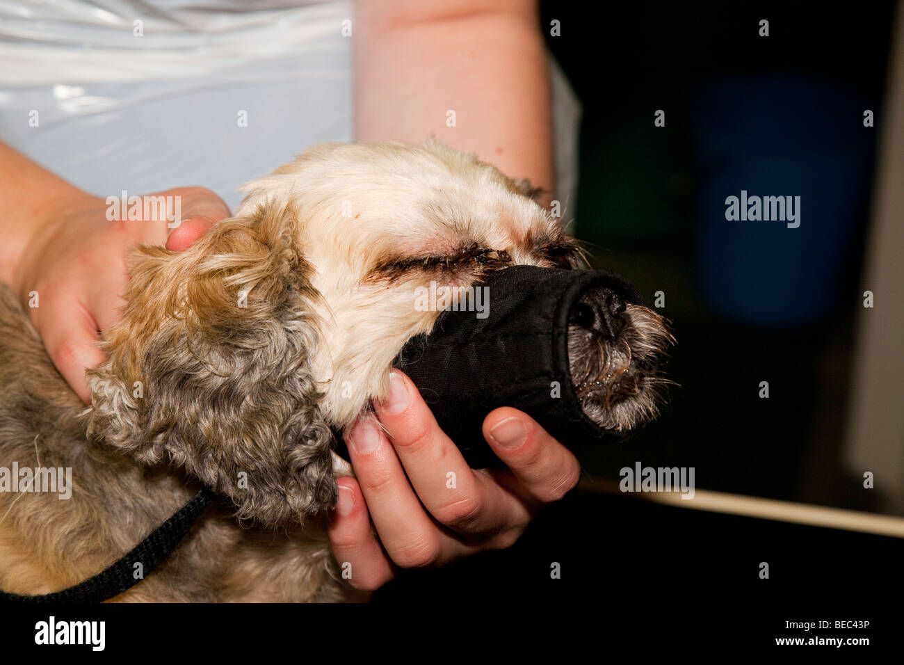 Dog with Muzzle Stock Photo