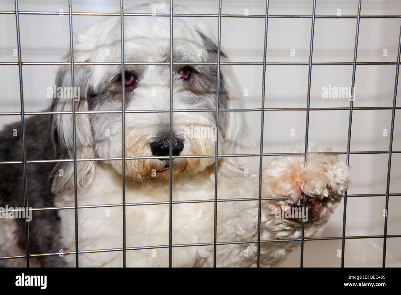 Old English Sheepdog in Kennel at Veterinary Clinic Stock Photo