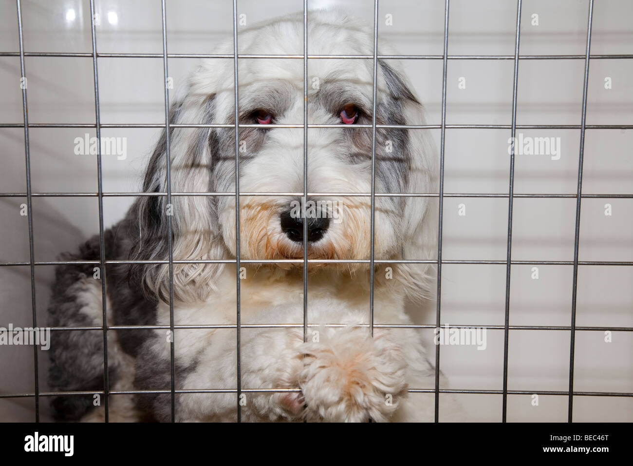 Old English Sheepdog in Kennel at Veterinary Clinic Stock Photo