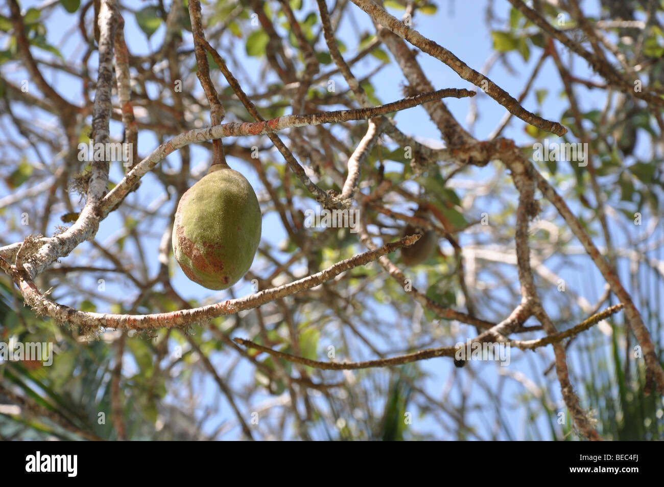 Baobab Fruit, Dry Season, Adansonia Digitata, Kenya Stock Photo