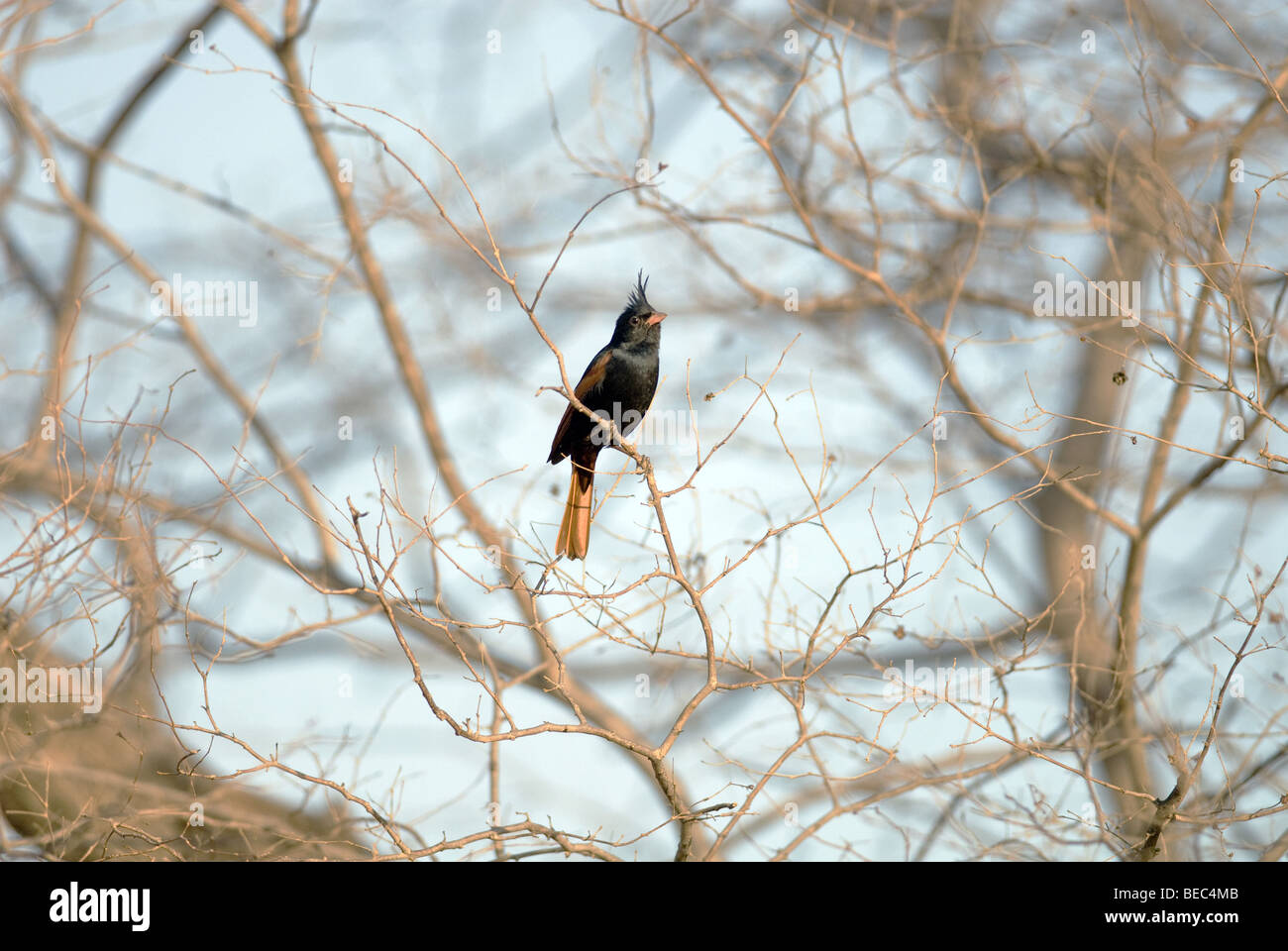 Crested bunting perched in tree Stock Photo