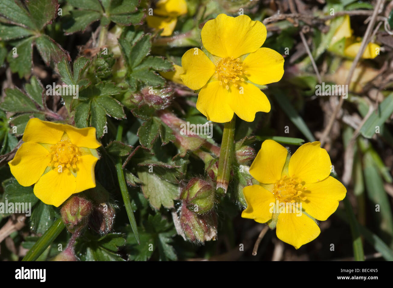 Spring Cinquefoil (Potentilla neumanniana) Stock Photo