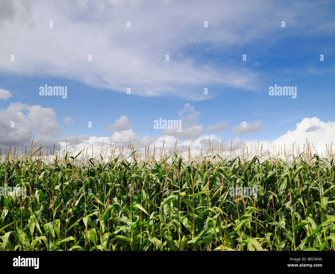 Maize Crops Growing in a Field, Oxfordshire, United Kingdom. Stock Photo