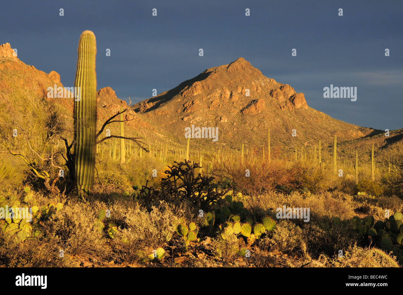 Saguaro Cactus (Carnegiea gigantea) stand in Tucson Mountain Park in the Sonoran Desert in Tucson, Arizona, USA. Stock Photo