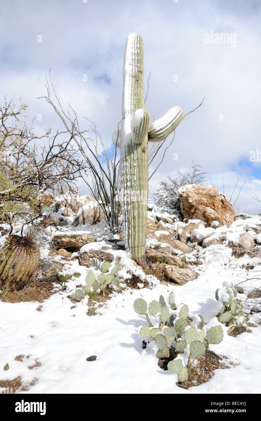 Snow On Cactus Saguaro National Park Foto de stock 1427962451