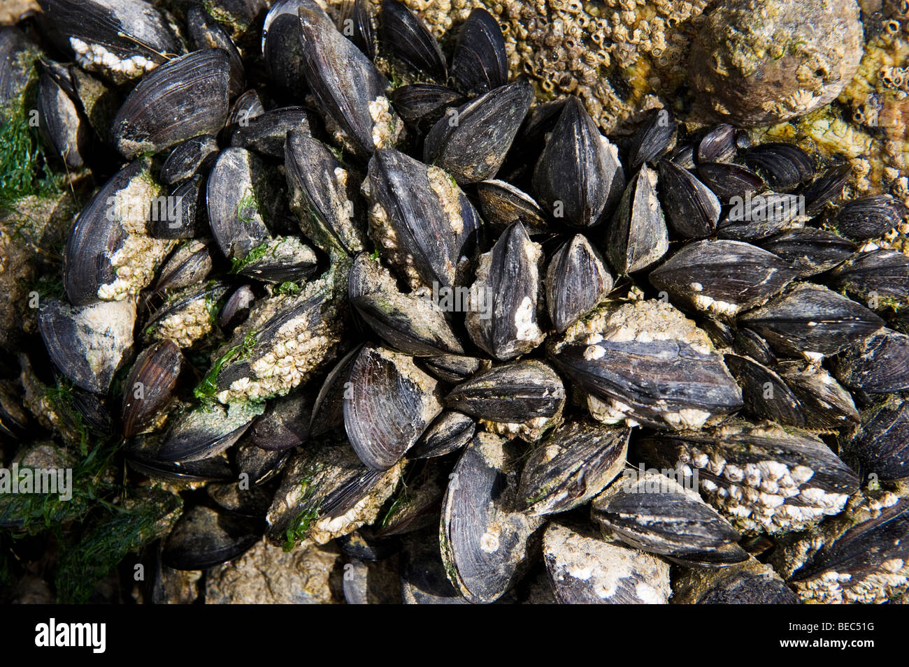 A cluster of mussels on the pier at St Ives,UK Stock Photo Alamy