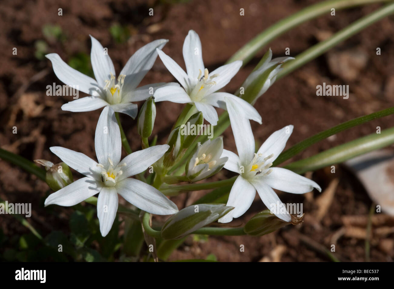 Star of Bethlehem (Ornithogalum orthophyllum) Stock Photo