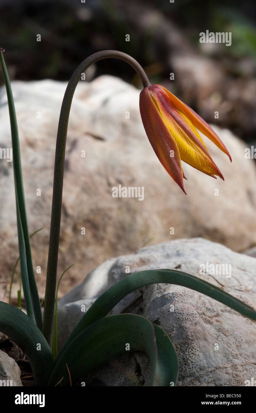 Tulips (Tulipa sylvestris subsp. australis) Stock Photo