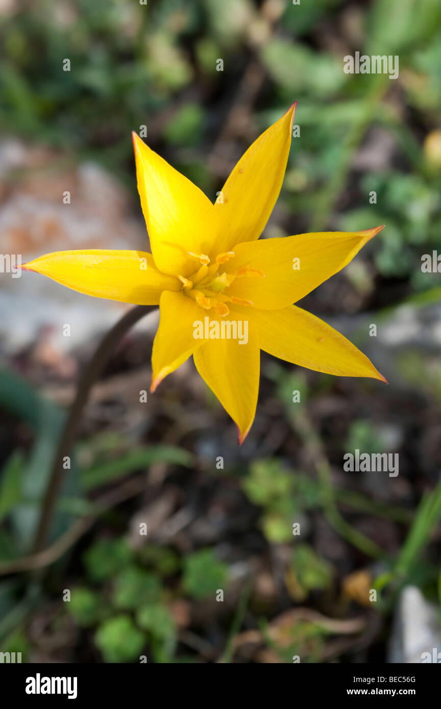 Tulip (Tulipa sylvestris subsp. australis) Stock Photo