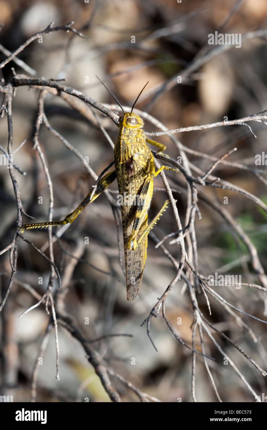 Egyptian Grasshoppper (Anacridium aegyptium) Stock Photo