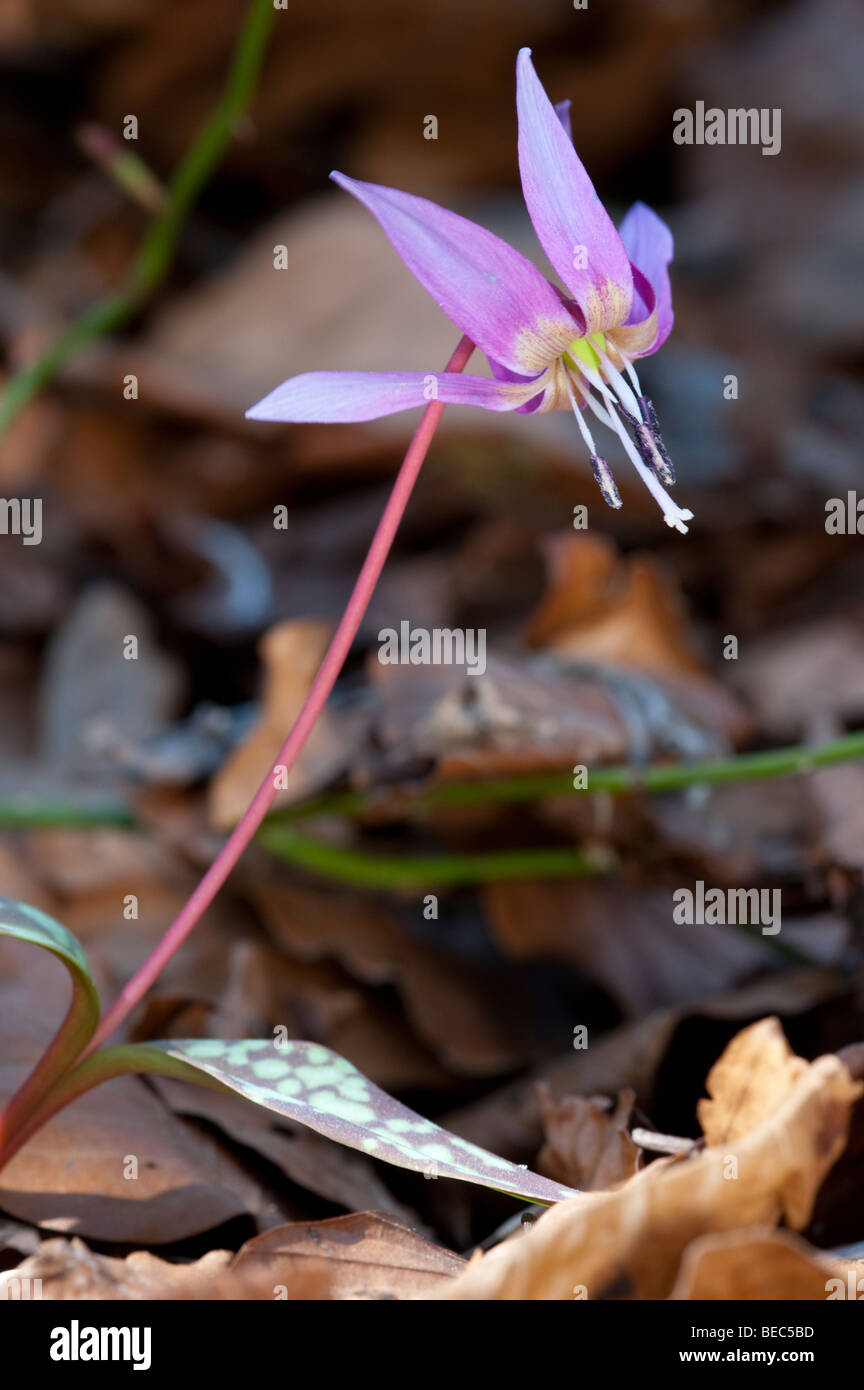 Dog's-Tooth-Violet (Erythronium dens-canis) Stock Photo