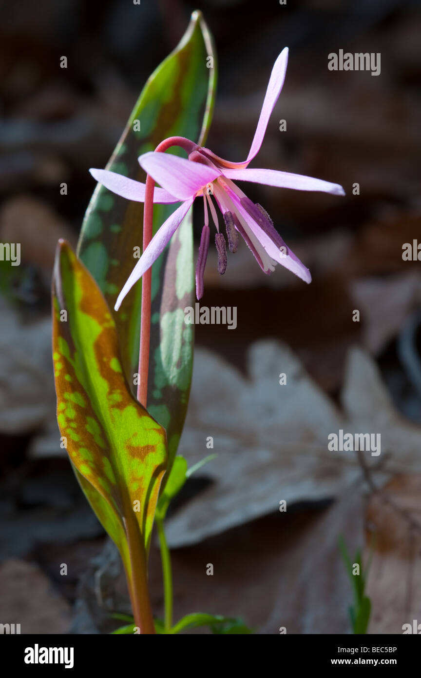 Dog's-Tooth-Violet (Erythronium dens-canis) Stock Photo