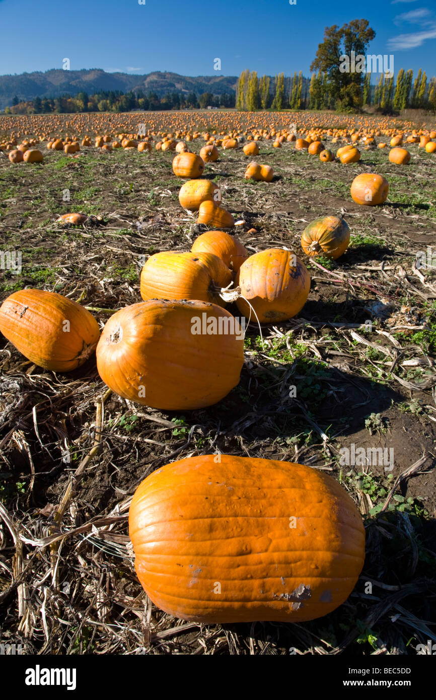 Sauvie island pumpkin patch hires stock photography and images Alamy