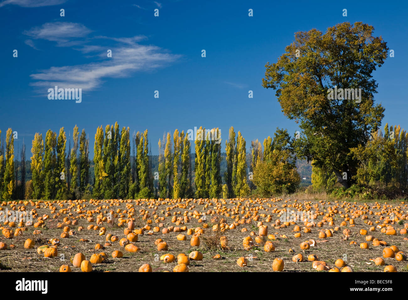 Sauvie island pumpkin patch hires stock photography and images Alamy