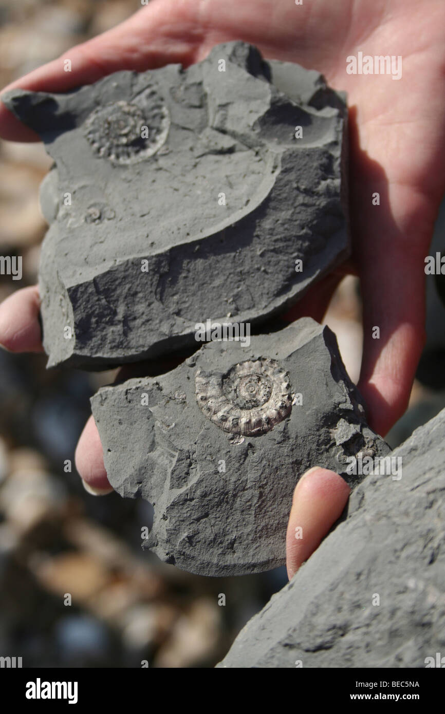 Fossil hunting below Charmouth Cliffs Stock Photo Alamy