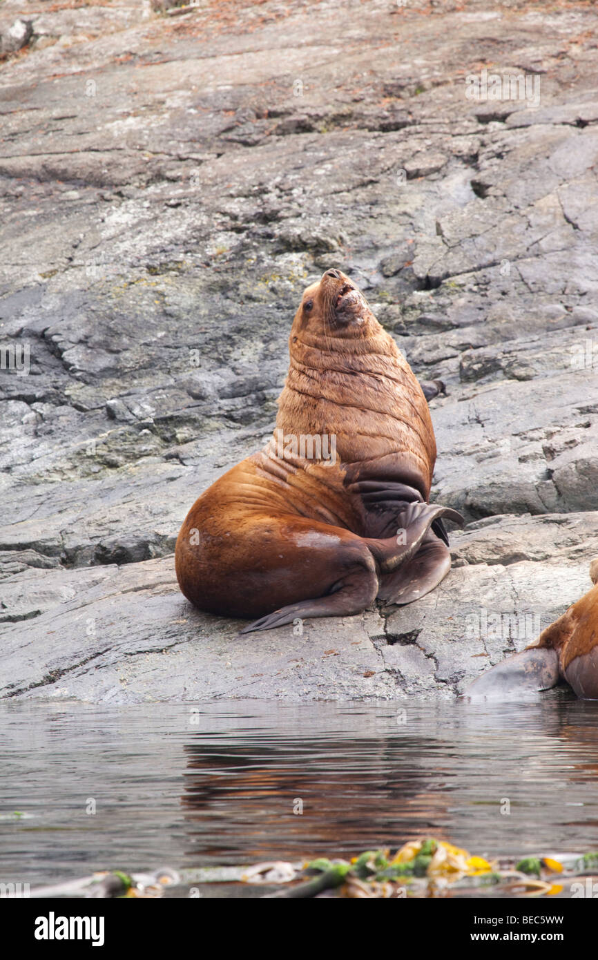 Male lion sitting on a rock hi-res stock photography and images - Alamy