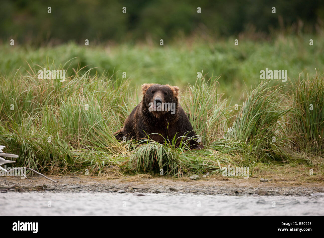 Grizzly bear laying down in green grass in Geographic Bay Katmai National Park Alaska Stock Photo