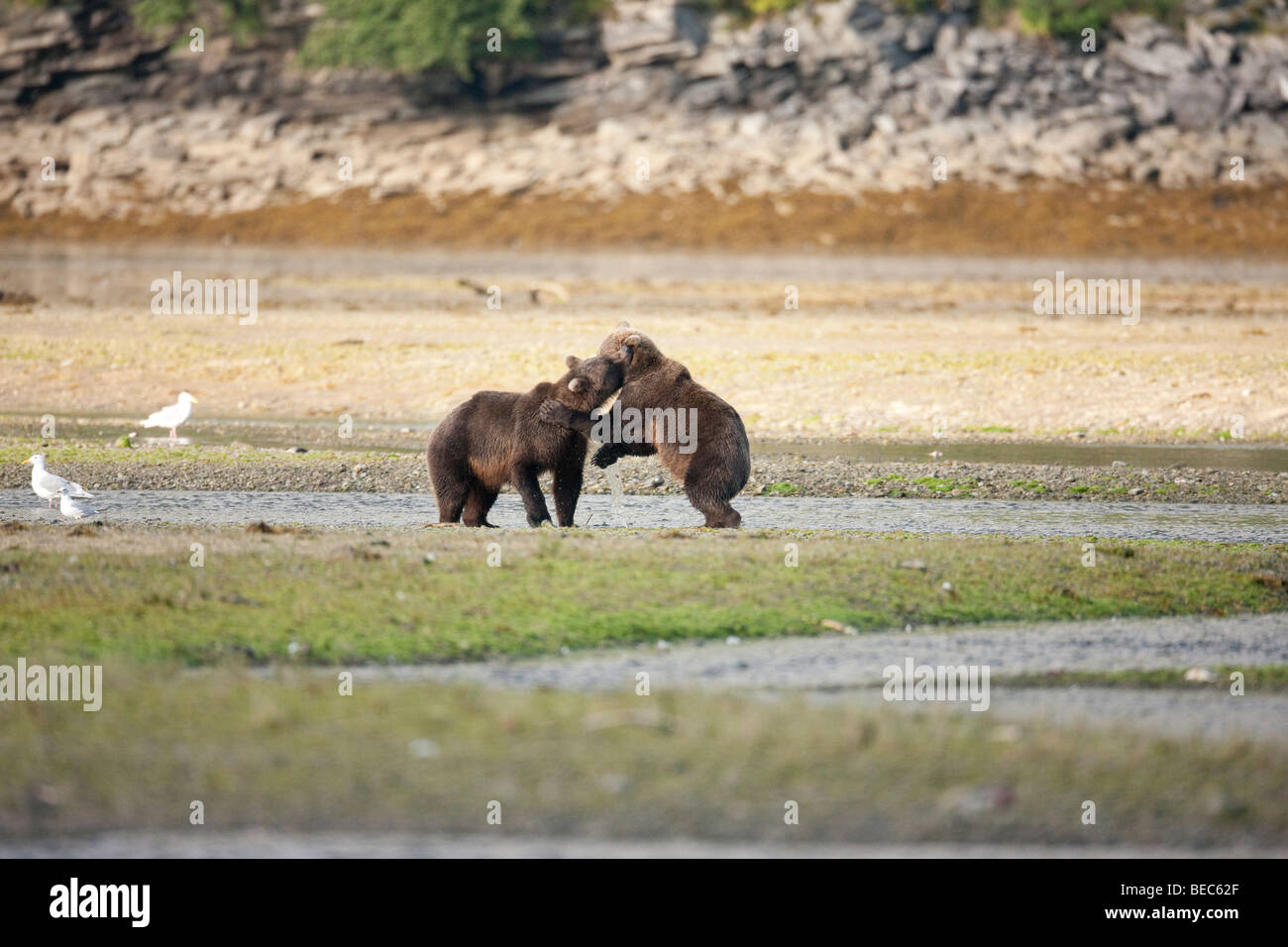 Two grizzly bears playing in Geographic Bay Katmai National Park Alaska Stock Photo