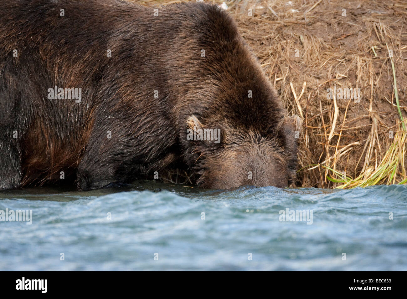 Grizzly bear snorkeling looking for salmon in Geographic Bay Katmai National Park Alaska Stock Photo