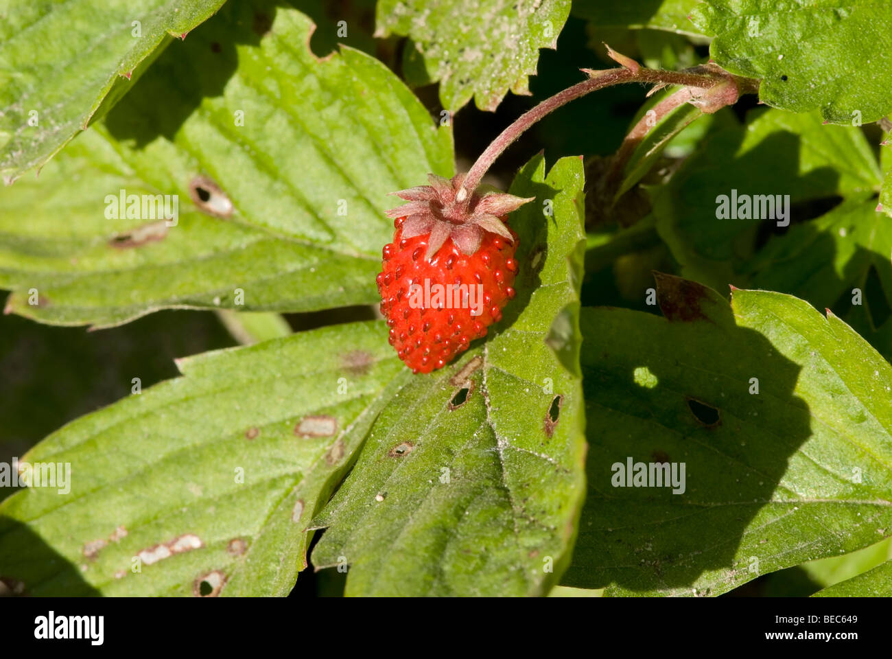 Woodland Strawberry (Fragaria vesca Stock Photo - Alamy