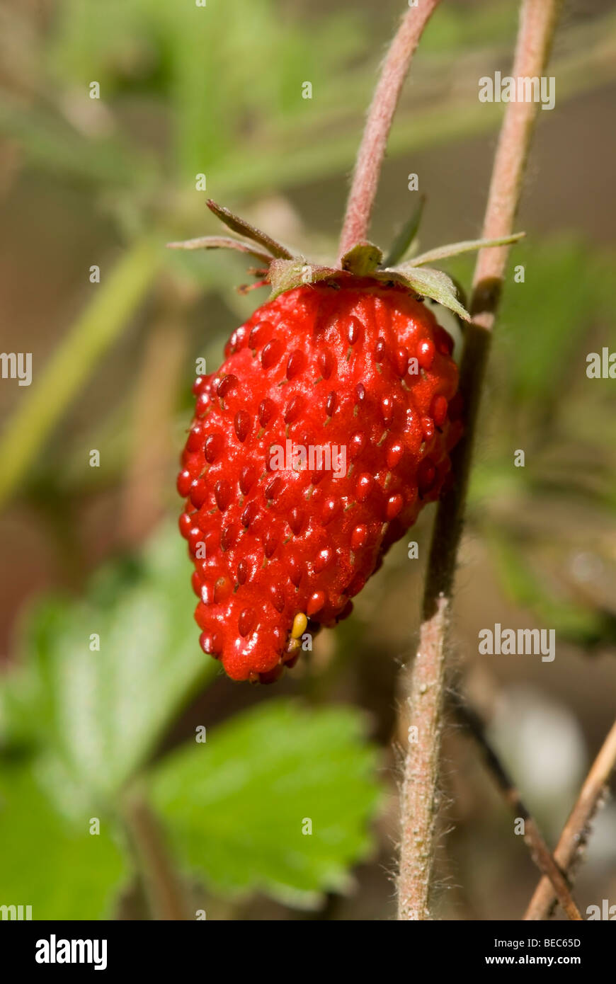 Woodland Strawberry (Fragaria vesca Stock Photo - Alamy