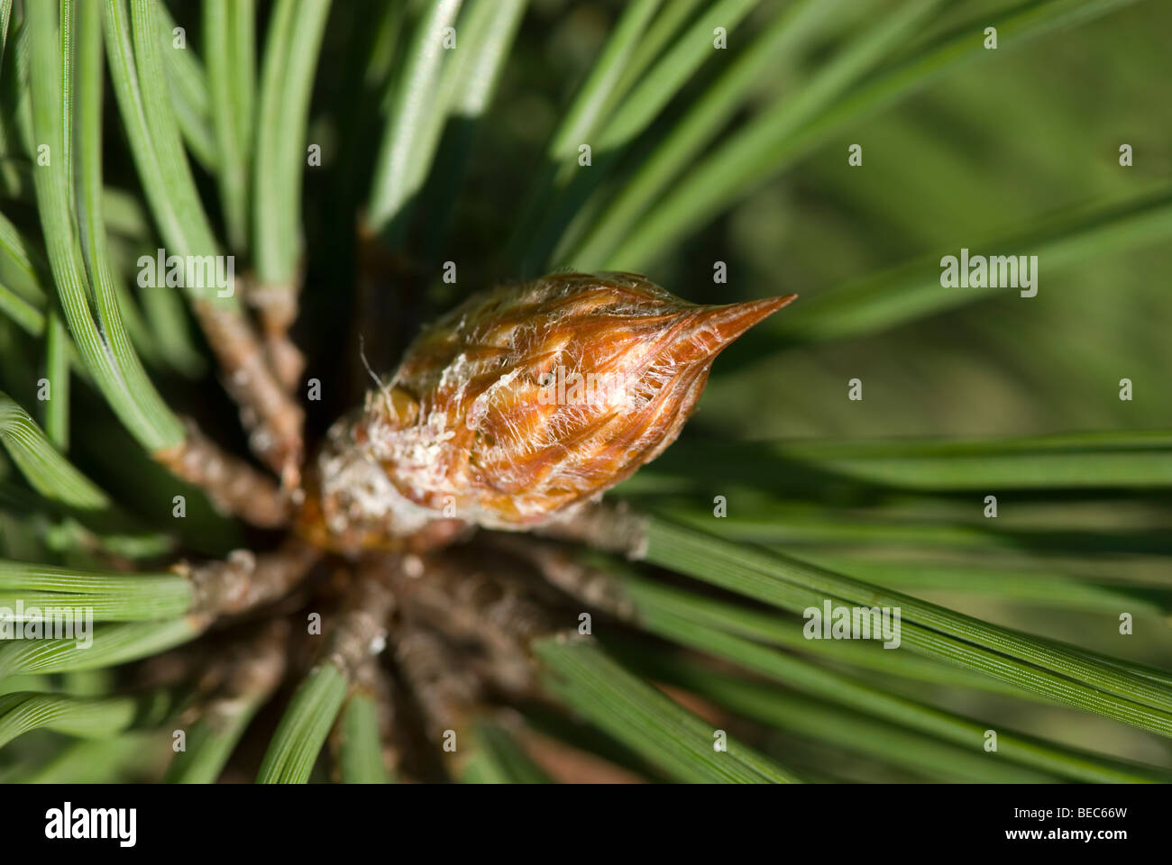 European Black Pine (Pinus nigra) Stock Photo