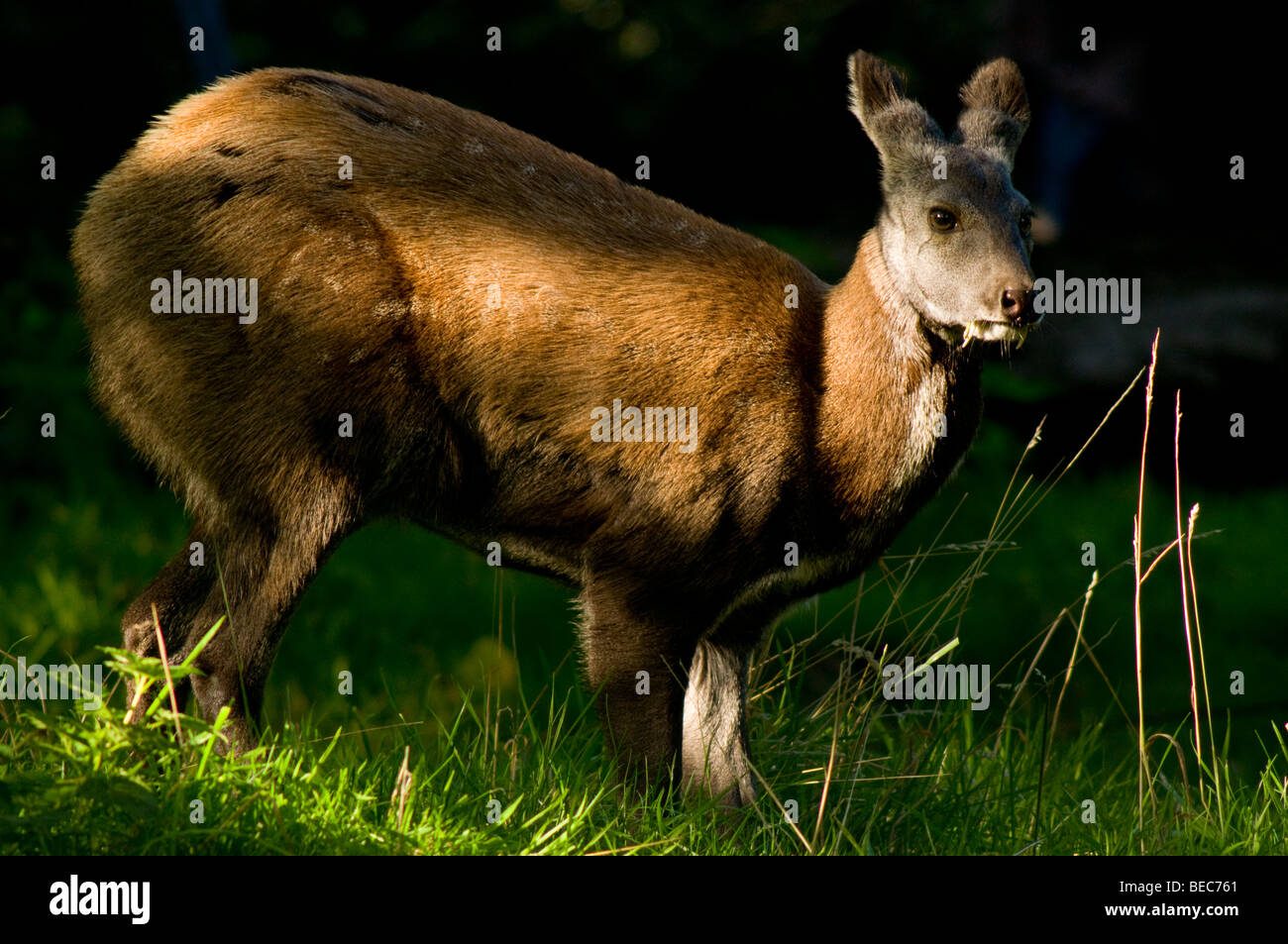 Siberian Musk deer (Moschus moschiferus) Stock Photo