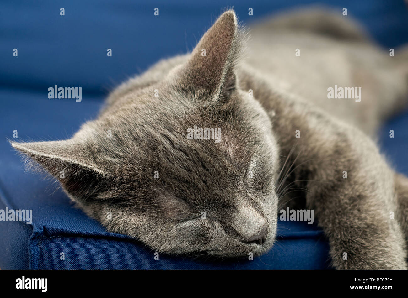 Gray cat sleeping hi-res stock photography and images - Alamy