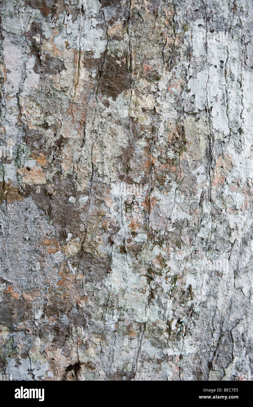 Kapok Tree (Ceiba pentandra) bark with lichen Napo Wildlife Centre Yasuni National Park Amazonian Rainforest Ecuador Stock Photo