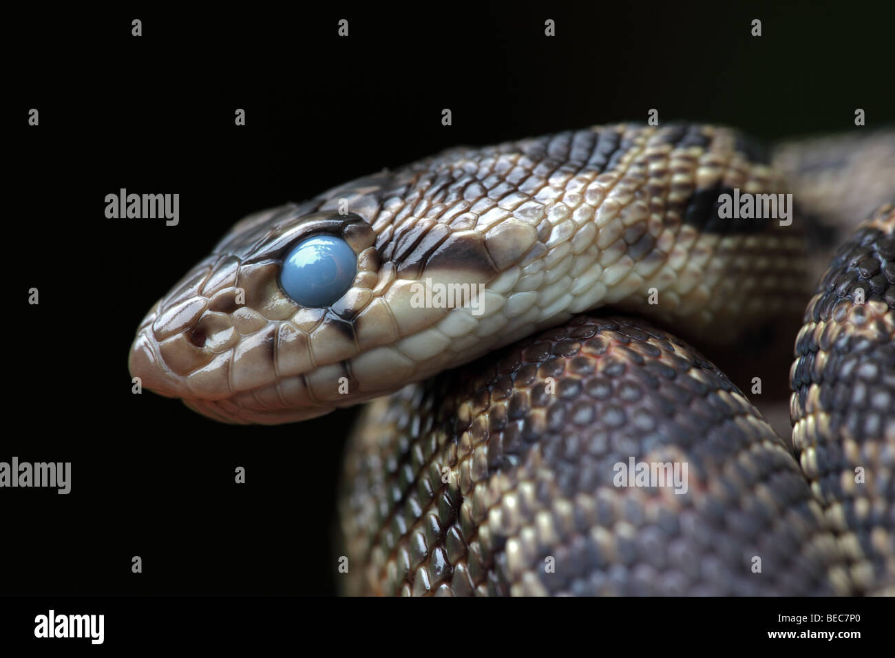 Pacific Gopher Snake (Pituopis catenifer catenifer) - Showing transparent eyelid (brille) prior to shedding skin - Oregon - USA Stock Photo