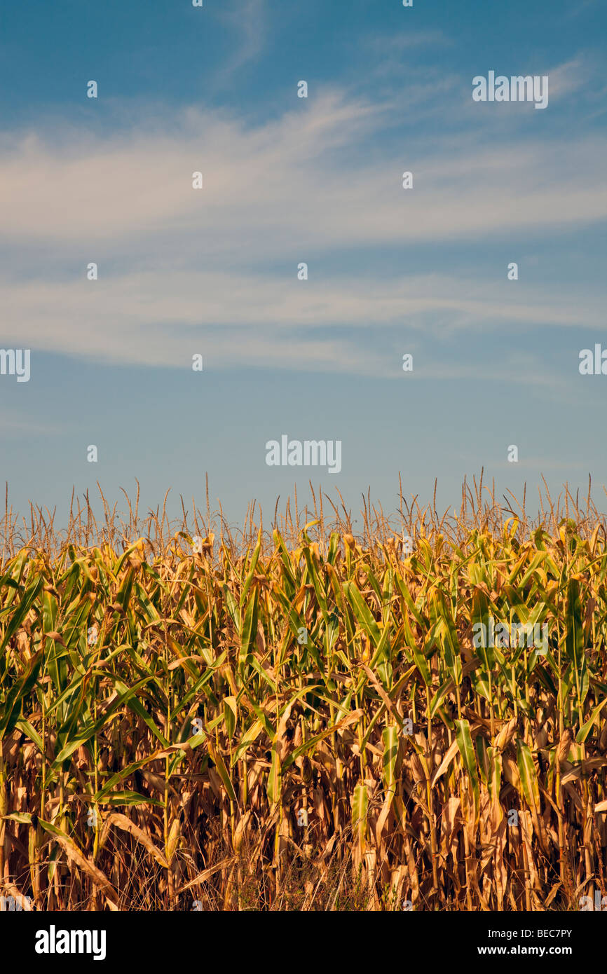 Corn field, summer time Stock Photo