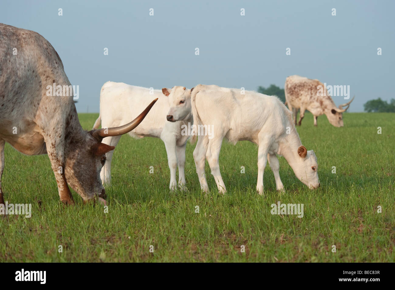 Texas Longhorn cattle calves graze near cow Stock Photo