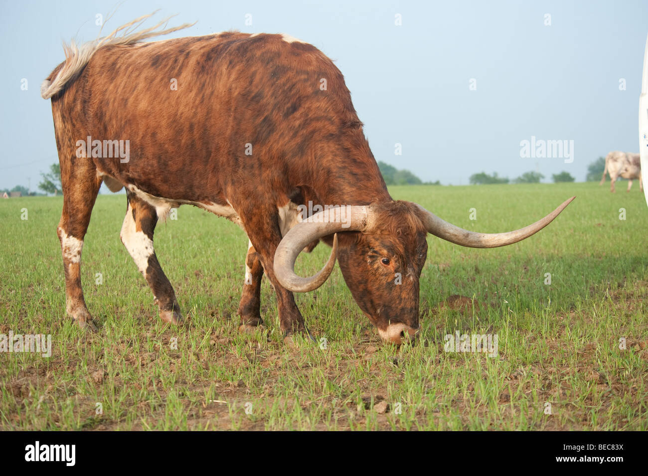 Texas Longhorn cattle grazing Stock Photo